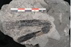 Foto (Detailansicht) von Equisetum ungeri Ettingshausen (NHMW-GEO-2024-0188-10555)